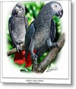 African Grey Parrots Metal Print