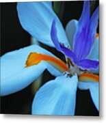 African Lily Macro Metal Print