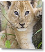 African Lion Cub Kenya Metal Print