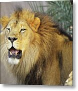 African Lion Flehmen Metal Print