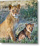African Lion Panthera Leo Family Metal Print