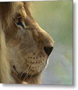 African Lion Panthera Leo Male Portrait Metal Print