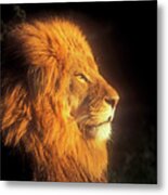 African Lion Profile In Golden Light Metal Print