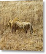 African Lion Stalking Metal Print
