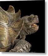 African Spurred Tortoise Metal Print