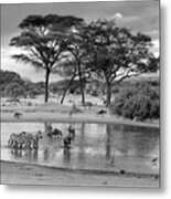 African Wildlife At The Waterhole In Black And White Metal Print