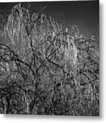 After The Ice Storm Metal Print