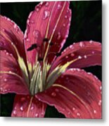 After The Rain - Lily Metal Print