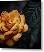 Aged Burnt Yellow Rose 3410 H_2 Metal Print
