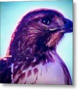 Ak-chin Red-tailed Hawk Portrait Metal Print