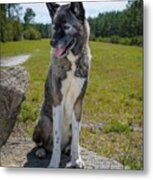 Akita Dog Sitting Metal Print