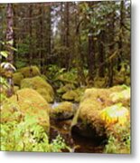 Alaskan Rain Forest Metal Print