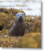 Alert Female Otter Metal Print