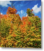 Algonquin 4 Metal Print