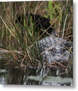 Alligator Lurks-0620a Metal Print