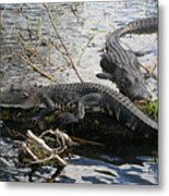 Alligators In An Everglades Swamp Metal Print