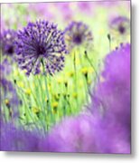 Allium Purple Rain Metal Print