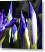 Almost Blooming - The Iris Metal Print