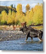 Along The River Metal Print