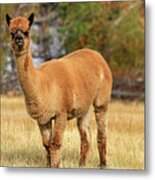 Alpaca Metal Print