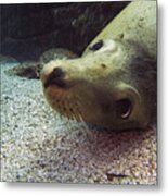 Am I Cute? Asks The Sea Lion Metal Print