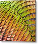 Amaumau Fern Frond Metal Print