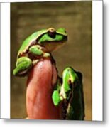 Amazing Green Frogs Aberfeldy River Metal Print