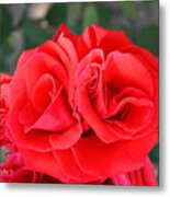 Amazing Rose Metal Print