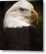 American Bald Eagle Metal Print
