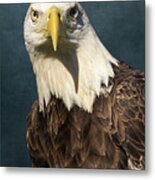 American Bald Eagle Portrait Ii Metal Print