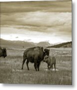 American Bison Calf And Cow Metal Print