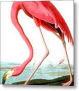American Flamingo Metal Print