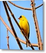 American Goldfinch Metal Print