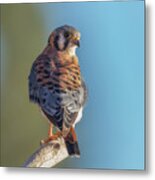 American Kestrel 3 Metal Print