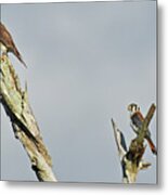 American Kestrel Metal Print