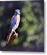 American Kestrel Metal Print