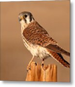 American Kestrel Surveying The Surroundings Metal Print