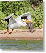 American White Pelican Takes Flight Metal Print