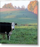 Amish Cow Early Morning  5788 Metal Print