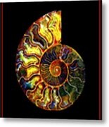 Ammonite Fossil - 5071-3 Metal Print