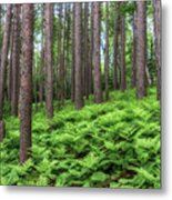 Amongst The Ferns Metal Print