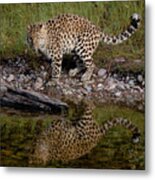 Amur Leopard Reflection Metal Print