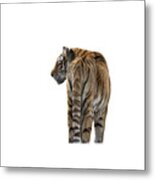 Amur Tiger On Transparent Background Metal Print
