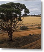 An Australian Tree Metal Print