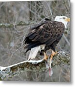 An Eagles Catch Metal Print