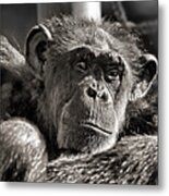 An Elderly Chimp In Thought Metal Print