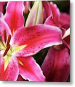 An Inviting Lily Metal Print