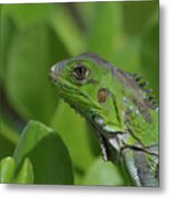 An Up Close Look At A Green Iguana Metal Print