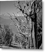 Ancient Bristlecone Pine Tree, Composition 4, Inyo National Forest, White Mountains, California Metal Print