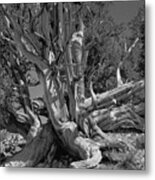 Ancient Bristlecone Pine Tree, Composition 5 Bw, Inyo National Forest, White Mountains, California Metal Print
